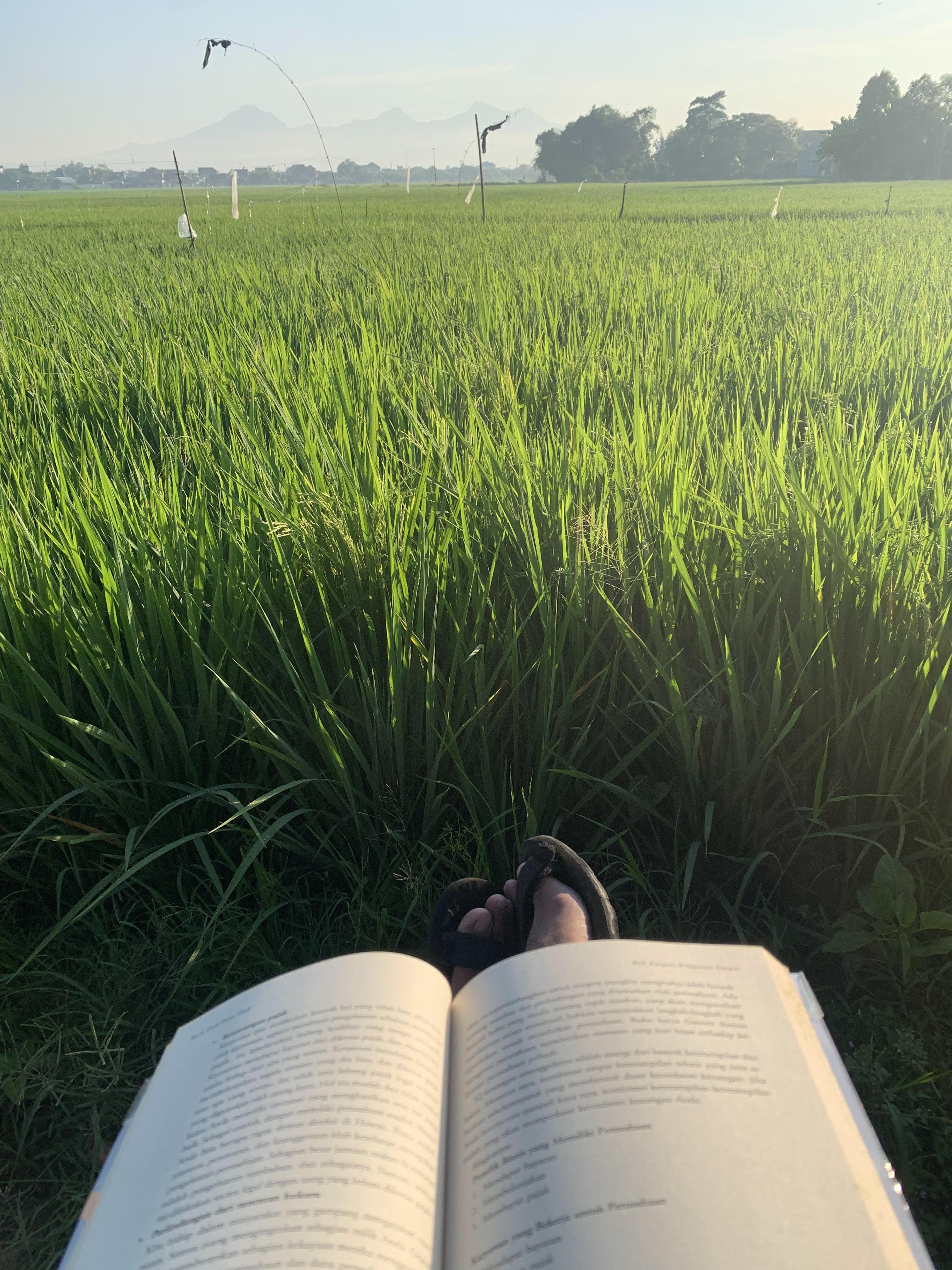 Reading a Novel